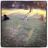 Tip Top K9 Tulsa Dog Training image 6